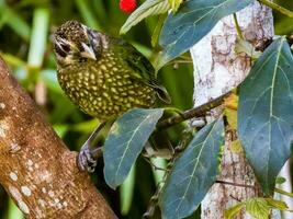 fick syn på catbird i Australien foto