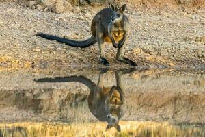 träsk vallaby i Australien foto