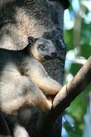 träd känguru i Australien foto