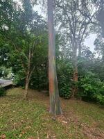 regnbåge gummi träd foto