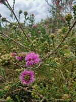 australier vildmark blomma foto