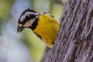 östra shrike-mes i Australien foto