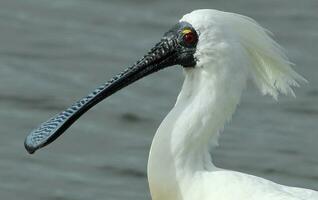 kunglig spoonbill i Australien foto