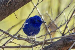 vitvingad fairywren i Australien foto