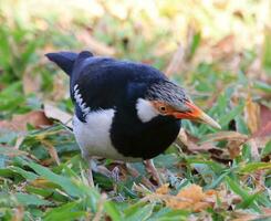 asiatisk pied starling foto