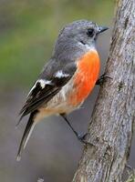 scharlakansrött robin i Australien foto