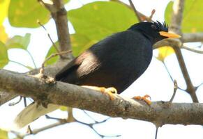 vitventilerad myna i thailand foto