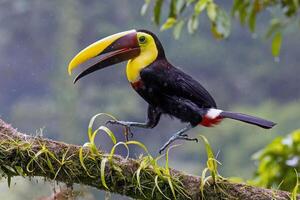 skön toucan Sammanträde på gren stänga upp skott foto