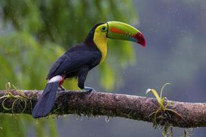 toucan Sammanträde på gren stänga upp skott foto