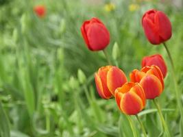 röda tulpaner blommar i trädgården på våren foto