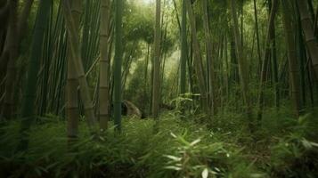 en bambu skog växande snabbt efter de regnig säsong foto