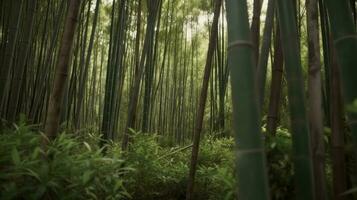 en bambu skog växande snabbt efter de regnig säsong foto