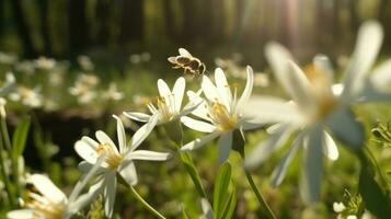 en bi pollinerande blommor i en solig skog clearing foto