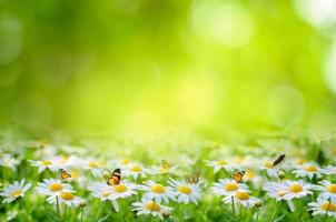 blomma blad bakgrund bokeh oskärpa grön bakgrund foto