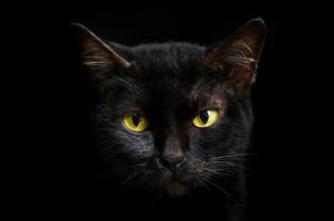 närbild porträtt svart katt ansiktet framför ögonen är gult. halloween svart katt svart bakgrund foto