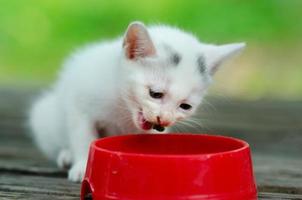 katt vit kattunge bakgrund suddiga kattungar äter blå ögon foto