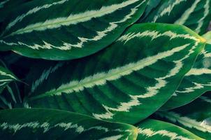 lämnar calathea ornata pin stripe bakgrund blå foto