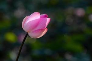 lotusrosa flytande ljus gnistrande bokeh bakgrund foto