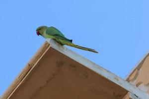 ros ringad parakit psittacula krameri khandela rajasthan indien foto