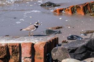 vanlig ringad plover charadrius hiaticula Holywood Nordirland Storbritannien foto