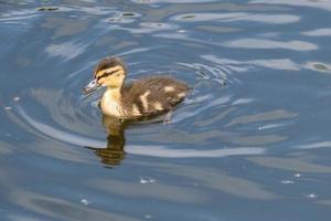 gräsand anas platyrhynchos lagan flod belfast norra irland Storbritannien foto