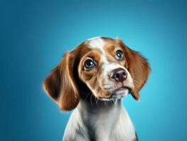 isolerat skön sällskapsdjur porträtt av hund foto