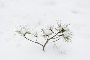 ett litet snötäckt julgran dyker upp under snön i skogen. jullov foto