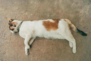 söt vit katt vilar på marken. foto