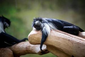 angola colobus sova foto