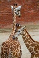 giraffer i zoo