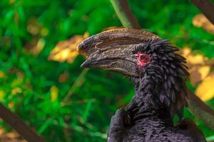 porträtt av trumpetern hornbill foto