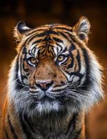 porträtt av sumatran tiger foto