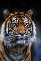 porträtt av sumatran tiger foto