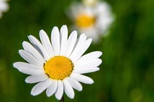 detalj av leukanthemum foto