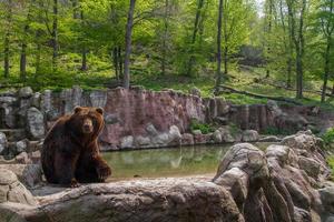 björn i djurparken foto