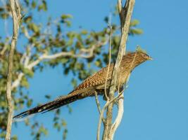 fasan Coucal i Australien foto