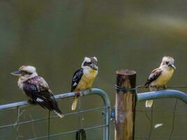 skrattande kookaburran i Australien foto