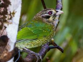 fick syn på catbird i Australien foto