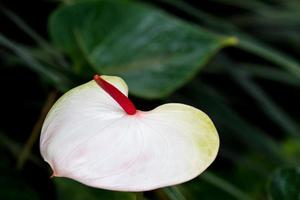 detalj av anthurium foto