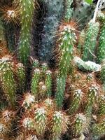 mammillaria elongata, de guld spets kaktus eller ladyfinger kaktus, är en arter av blommande växt i de familj kaktaceae, inföding till central Mexiko. foto