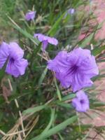 detta lila blomma är känd i indonesien som kencana unga. ruellia simplex, de mexikansk petunia, mexikansk blåklocka eller brittons vild petunia, är en arter av blommande växt i de familj acanthacea foto