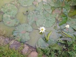 skön vit lotus blommor är ovan de damm. nymphaea alba, de vit näckros, europeisk vit vatten lilja eller vit nenuphar, är ett vatten- blommande växt i de familj nymphaeaceae foto