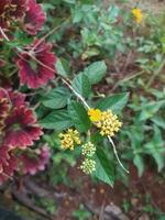 tahi ayam, saliara eller tembelekan, lantana kamera, är en typ av blommande växt från de verbenaceae familj ursprung från tropisk regioner i central och söder amerika. foto