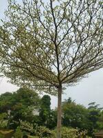 ketapang kencana eller terminalia mantaly är en snäll av skugga växt i de form av en träd. foto