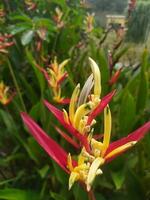 heliconia psittacorum papegojas näbb, parakit blomma, papegojas blomma, papegojas groblad, falsk fågel av paradis är en perenn ört inföding till de karibiska och söder amerika. foto