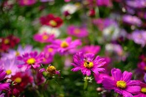 skön natur pinks blomma i natur trädgård. foto