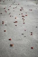 fallna omogna granatäpplen på en asfaltväg
