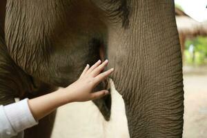 mänsklig hand rörande asiatisk elefant foto