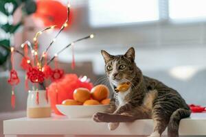 katt förbereda kinesisk ny år fester på Hem. söt inhemsk kort hår katt sätta traditionell hängsmycke till de kinesisk lunar ny år för Bra tur. kinesisk ord betyder välsignelse foto