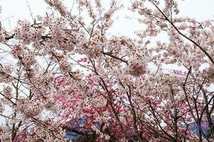 skön körsbär blommar. sakura blommor i japan. resa vår tid. foto